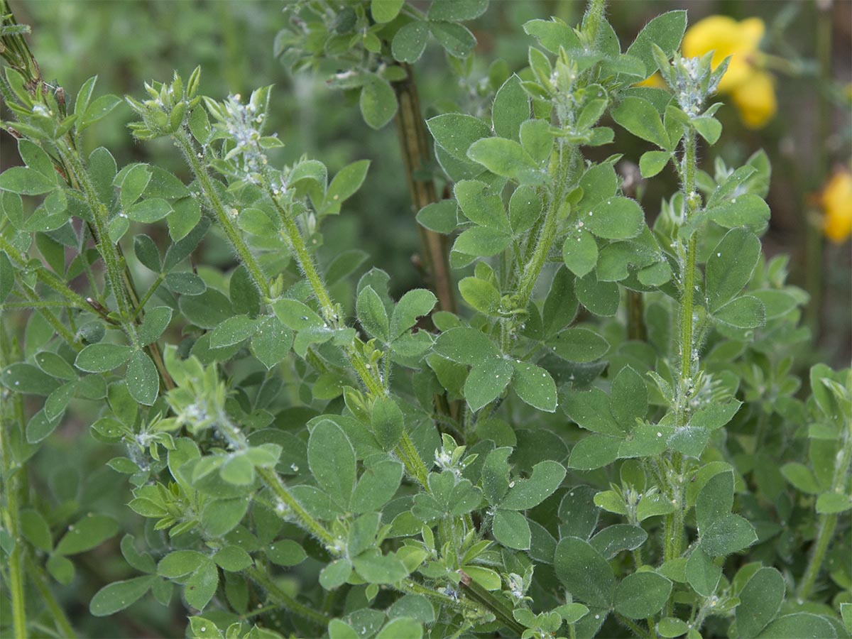 Cytisus scoparius